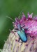 tesařík (Brouci), Gaurotes virginea virginea (Linnaeus, 1758), Rhagiini, Cerambycidae (Coleoptera)